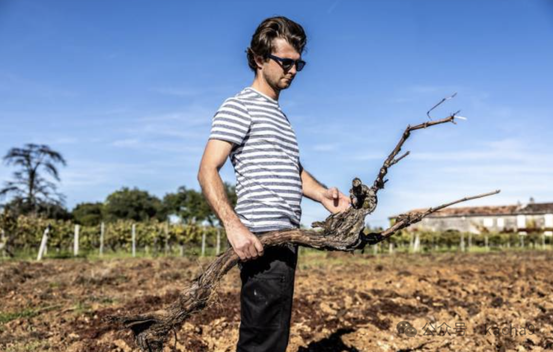 市场重压，法国酒农拔除葡萄藤换补贴！